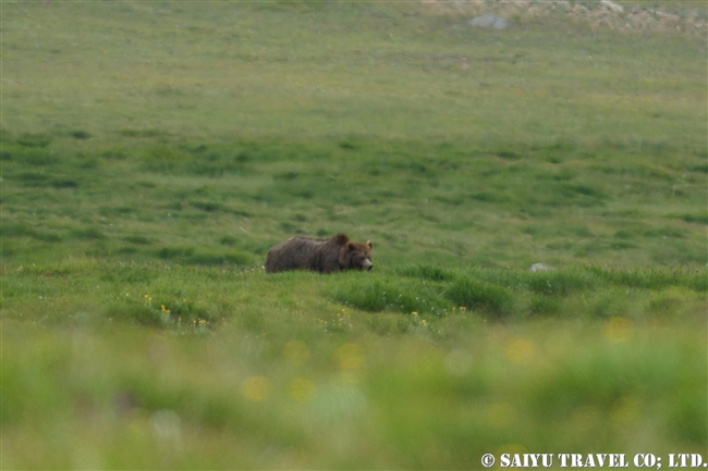 ヒマラヤヒグマ Himalayan Brown Bear デオサイ高原 Deosai National Park (2)
