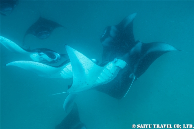 ハニファル湾でマンタと泳ぐ　モルジブ　バア環礁 Manta Ray - Hanifaru Bay (8)