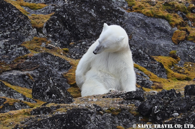 ホッキョクグマ　Polar Bear スピッツベルゲン　夏 (14)