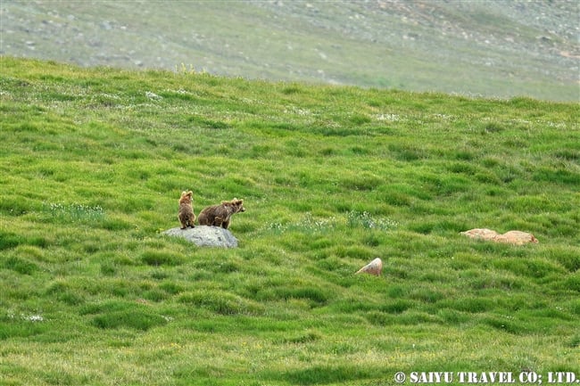 ヒマラヤヒグマ Himalayan Brown Bear デオサイ高原 Deosai National Park (12)