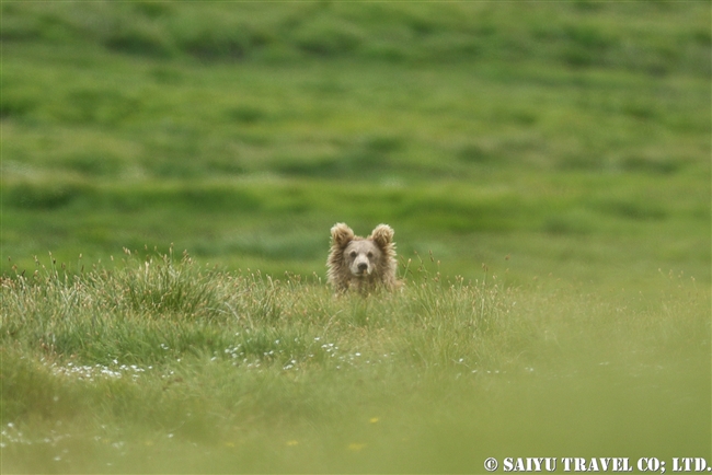 ヒマラヤヒグマ Himalayan Brown Bear デオサイ高原 Deosai National Park (3)