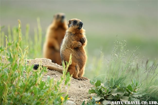 オナガマーモット デオサイ高原　Golden Marmot Long-tailed Marmot Deosai PlateauJPG (13)