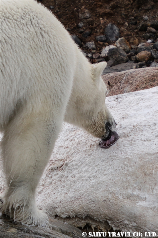 ホッキョクグマ Polar Bear クジラの死肉　スピッツベルゲン (4)