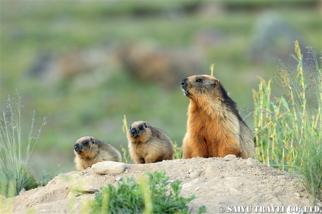 オナガマーモット デオサイ高原　Golden Marmot Long-tailed Marmot Deosai PlateauJPG (10)