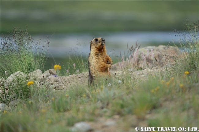 オナガマーモット デオサイ高原　Golden Marmot Long-tailed Marmot Deosai PlateauJPG (1)