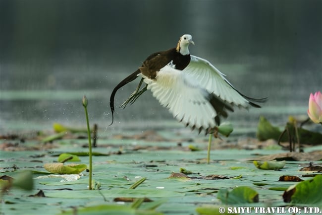 レンカク Pheasant-tailed Jacana パキスタン　Head Baloki (10)