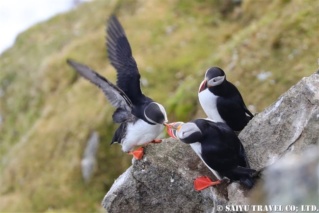 ニシツノメドリ Atlantic Puffin スピッツベルゲン　Spitsbergen (5)