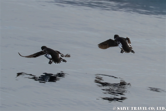 ヒメウミスズメ　Little Auk スピッツベルゲン　Spitsbergen スヴァールバル (3)