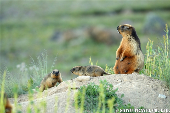 オナガマーモット デオサイ高原　Golden Marmot Long-tailed Marmot Deosai PlateauJPG (5)