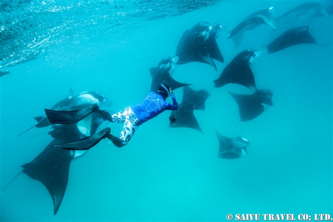 ハニファル湾でマンタと泳ぐ　モルジブ　バア環礁 Manta Ray - Hanifaru Bay (13)