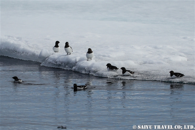 ヒメウミスズメ　Little Auk スピッツベルゲン　Spitsbergen スヴァールバル (2)