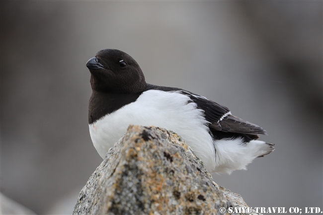 ヒメウミスズメ　Little Auk スピッツベルゲン　Spitsbergen スヴァールバル (6)