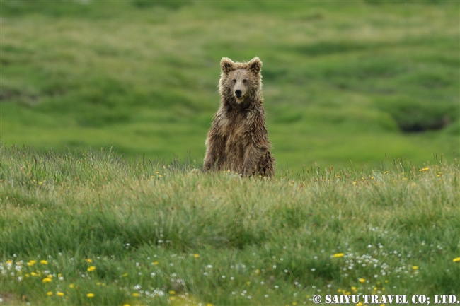 ヒマラヤヒグマ Himalayan Brown Bear デオサイ高原 Deosai National Park (4)