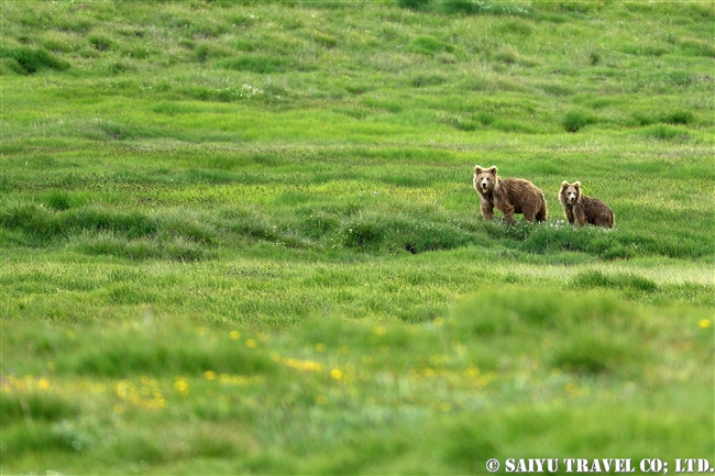 ヒマラヤヒグマ Himalayan Brown Bear デオサイ高原 Deosai National Park (11)