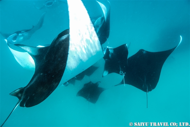 ハニファル湾でマンタと泳ぐ　モルジブ　バア環礁 Manta Ray - Hanifaru Bay (9)