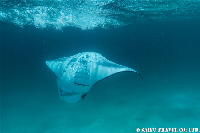 モルジブ　ハニファル湾　マンタ　Hanifaru Bay Manta Ray (9)