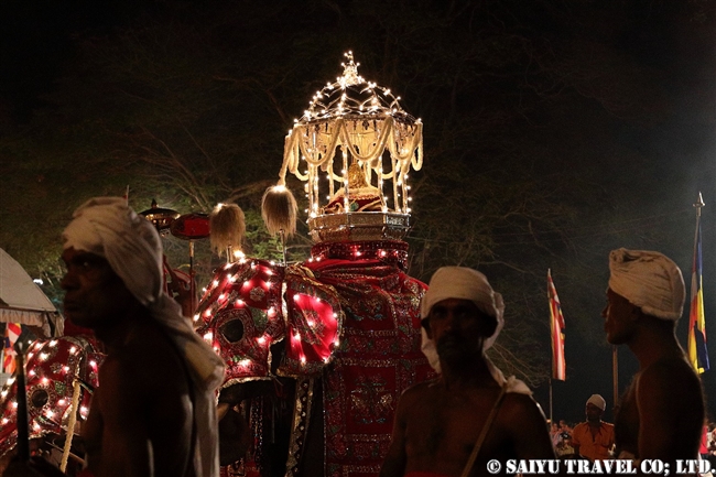 キャンディ　ペラヘラ祭　アジアゾウ　Kandy Perahera Festival (7)