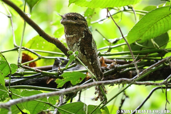 セイロンガマグチヨタカ　Sri Lanka Frogmouth シンハラジャ sinharaja (12)