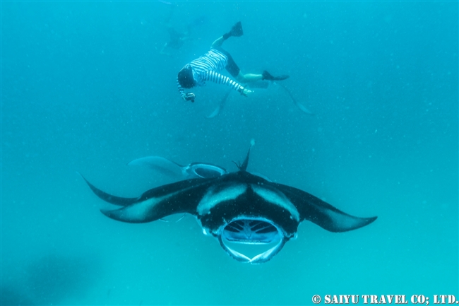 ハニファル湾でマンタと泳ぐ　Hanifaru Bay Manta Ray (2)