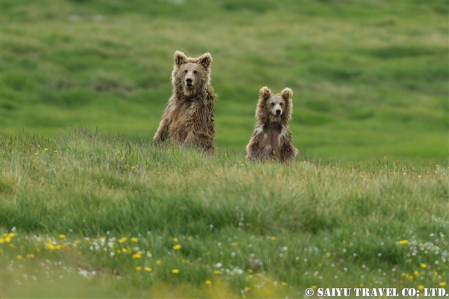ヒマラヤヒグマ Himalayan Brown Bear デオサイ高原 Deosai National Park (8)