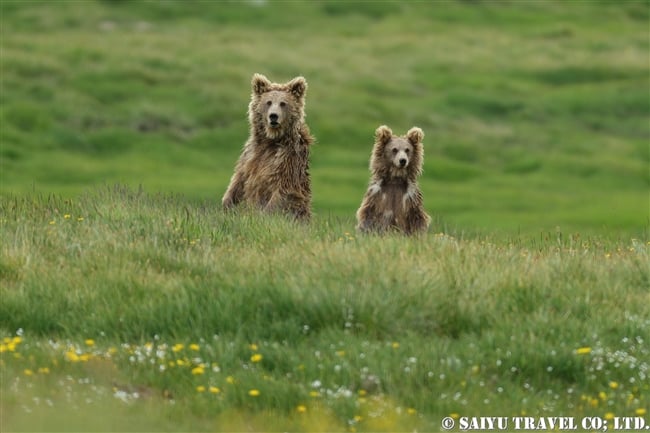 ヒマラヤヒグマ Himalayan Brown Bear デオサイ高原 Deosai National Park (8)