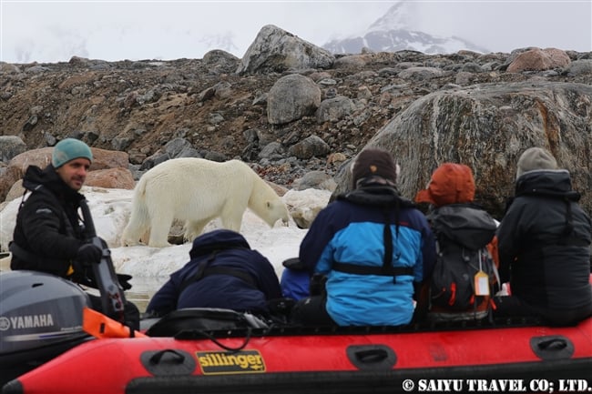 ホッキョクグマ Polar Bear クジラの死肉　スピッツベルゲン (13)