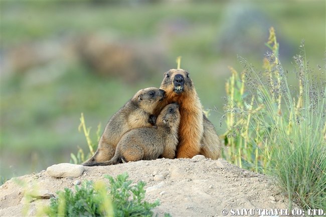 オナガマーモット デオサイ高原　Golden Marmot Long-tailed Marmot Deosai PlateauJPG (12)
