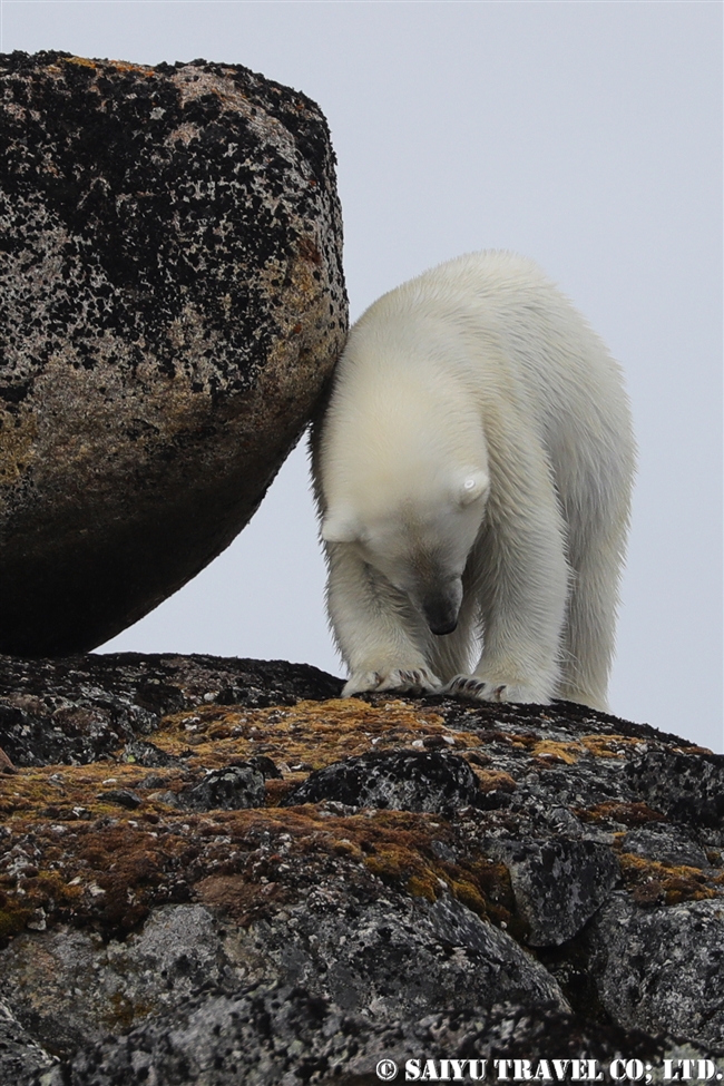 ホッキョクグマ　Polar Bear スピッツベルゲン　夏 (10)