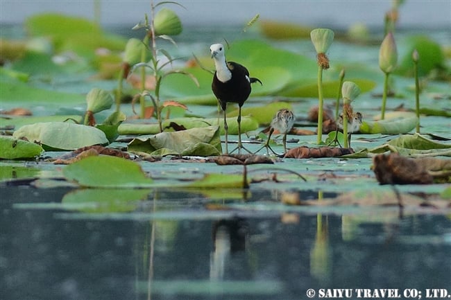 レンカク Pheasant-tailed Jacana パキスタン　Head Baloki (4)