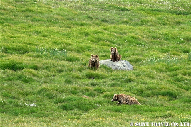 ヒマラヤヒグマ Himalayan Brown Bear デオサイ高原 Deosai National Park (13)