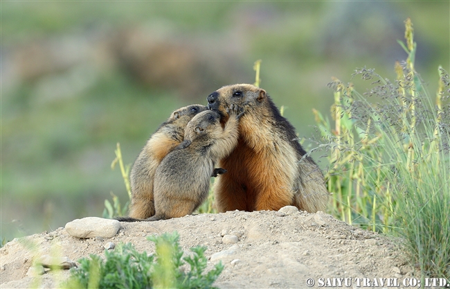 オナガマーモット デオサイ高原　Golden Marmot Long-tailed Marmot Deosai PlateauJPG (11)