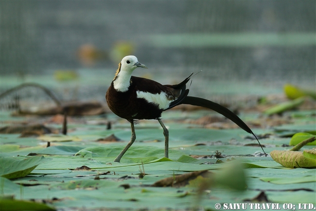 レンカク Pheasant-tailed Jacana パキスタン　Head Baloki (9)