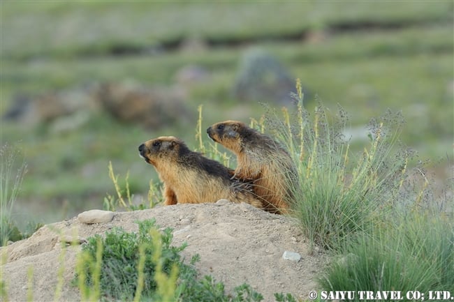 オナガマーモット デオサイ高原　Golden Marmot Long-tailed Marmot Deosai PlateauJPG (3)