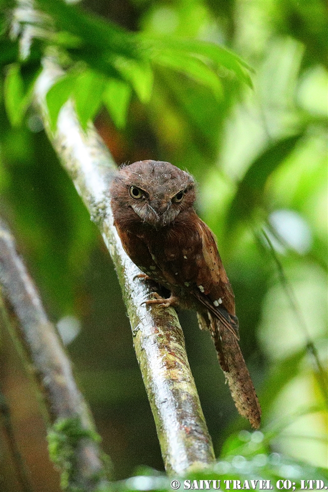 セイロンガマグチヨタカ　Sri Lanka Frogmouth シンハラジャ sinharaja (7)