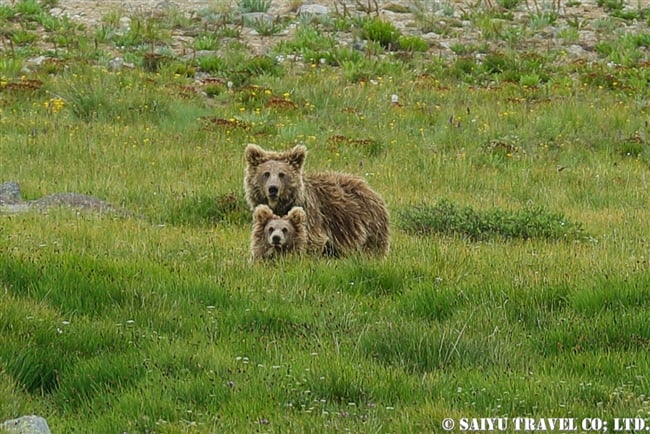 ヒマラヤヒグマ Himalayan Brown Bear デオサイ高原 Deosai National Park (14)