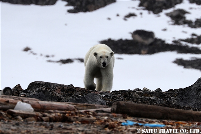 ホッキョクグマ　Polar Bear スピッツベルゲン　夏 (17)