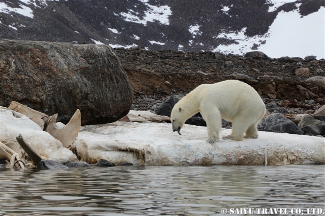 ホッキョクグマ Polar Bear クジラの死肉　スピッツベルゲン (1)