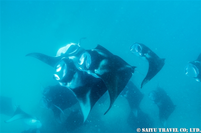 ハニファル湾でマンタと泳ぐ　モルジブ　バア環礁 Manta Ray - Hanifaru Bay (3)