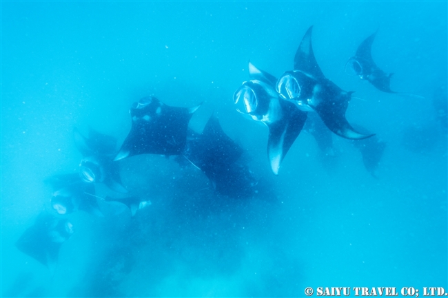 ハニファル湾でマンタと泳ぐ　モルジブ　バア環礁 Manta Ray - Hanifaru Bay (2)