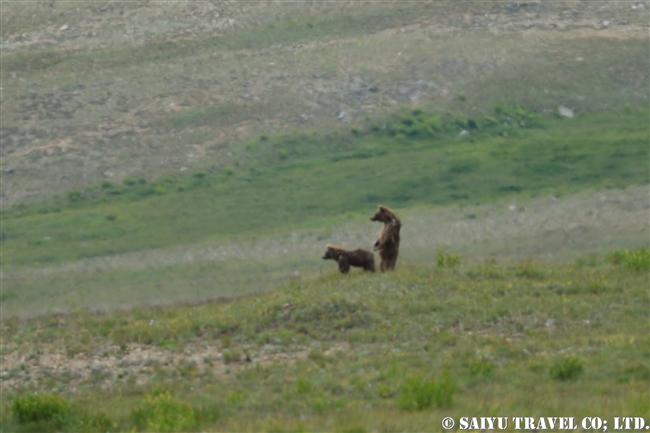 ヒマラヤヒグマ Himalayan Brown Bear デオサイ高原 Deosai National Park (1)