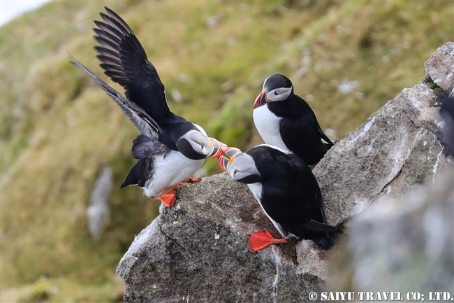 ニシツノメドリ Atlantic Puffin スピッツベルゲン　Spitsbergen (6)