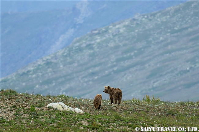 ヒマラヤヒグマ Himalayan Brown Bear デオサイ高原 Deosai National Park (15)