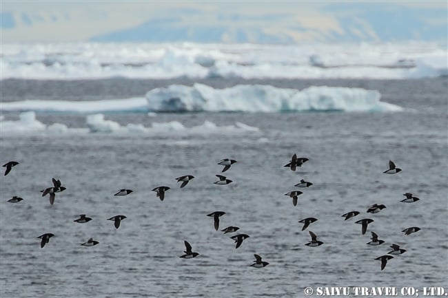 ヒメウミスズメ　Little Auk スピッツベルゲン　Spitsbergen スヴァールバル (17)