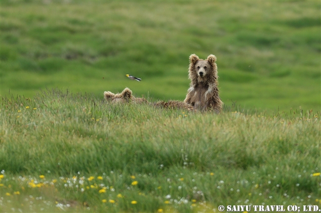 ヒマラヤヒグマ Himalayan Brown Bear デオサイ高原 Deosai National Park (5)