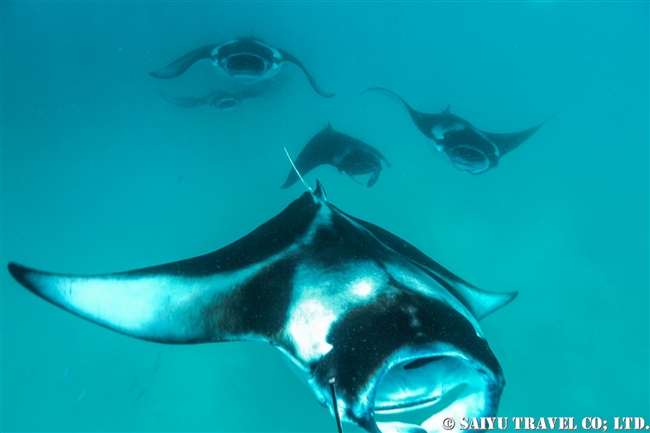 モルジブ　ハニファル湾　マンタ　Hanifaru Bay Manta Ray (8)