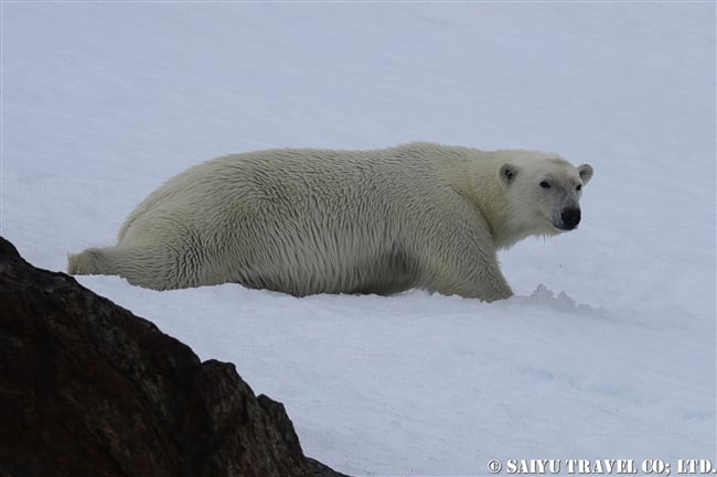 ホッキョクグマ　Polar Bear スピッツベルゲン　夏 (21)