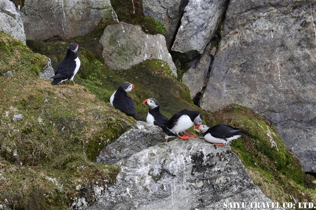 ニシツノメドリ Atlantic Puffin スピッツベルゲン　Spitsbergen (9)