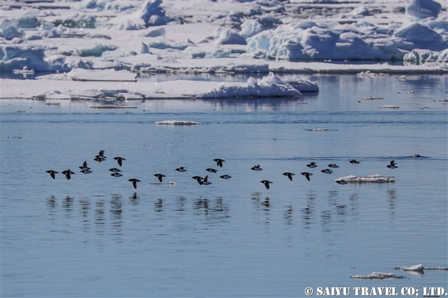 ヒメウミスズメ　Little Auk スピッツベルゲン　Spitsbergen スヴァールバル (16)