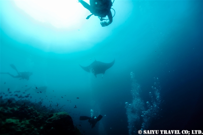 モルジブ　ハニファル湾　マンタ　Hanifaru Bay Manta Ray (5)