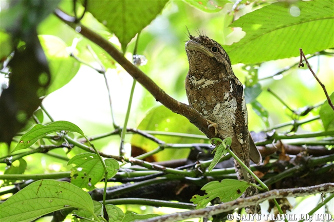 セイロンガマグチヨタカ　Sri Lanka Frogmouth シンハラジャ sinharaja (9)